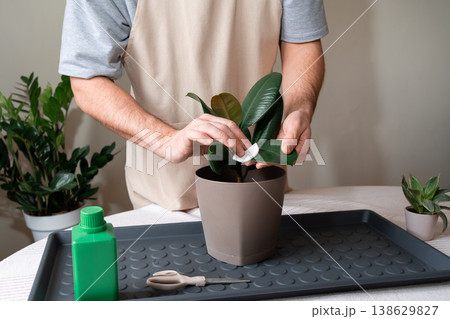Maintaining plant health by cleaning the foliage of an indoor rubber plant. 138629827