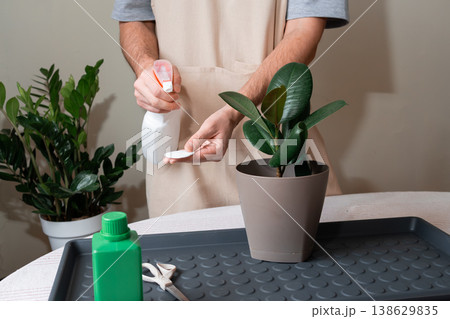 Person spraying water on the leaves of a rubber plant for indoor humidity. 138629835