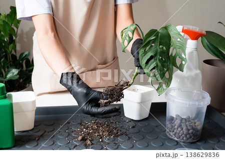 Inspecting the bare roots of an indoor plant before repotting. Inspecting the bare roots of an indoor plant before repotting. 138629836