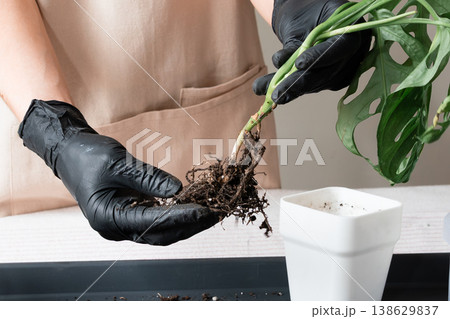 Close up of hands holding plant roots over a potting mat. Close up of hands holding plant roots over a potting mat. 138629837