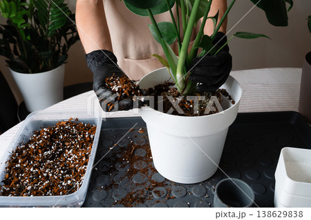 Using hands to add soil mix to a white plant pot. Using hands to add soil mix to a white plant pot. 138629838