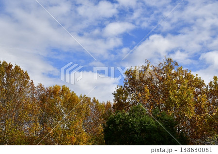 秋の空と紅葉 秋の空と紅葉 138630081