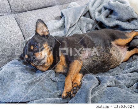 ソファでくつろぐ犬 138630527