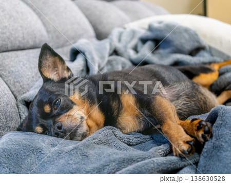 ソファでくつろぐ犬 ソファでくつろぐ犬 138630528