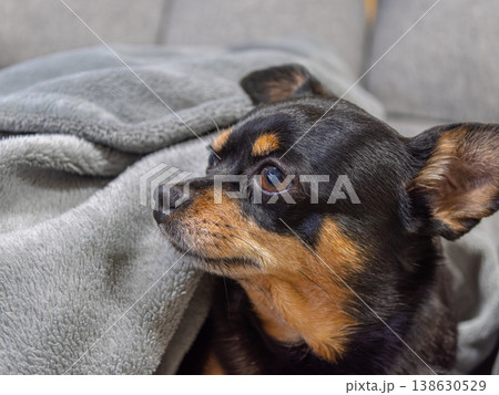 ソファでくつろぐ犬 138630529