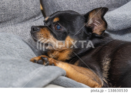 ソファでくつろぐ犬 ソファでくつろぐ犬 138630530