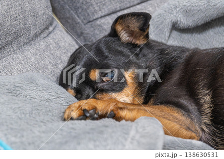 ソファでくつろぐ犬 138630531