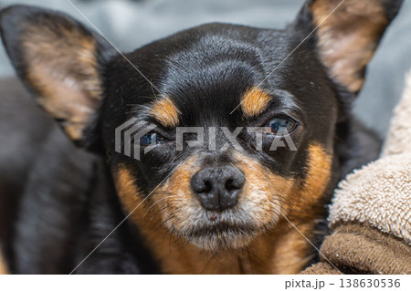 ソファでくつろぐ犬 138630536