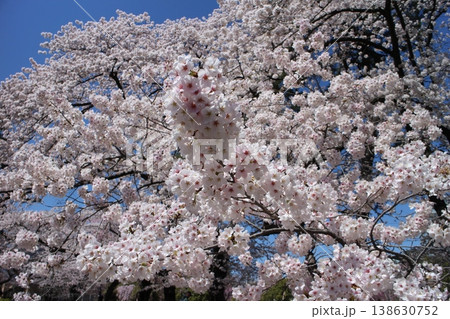 仙台市宮城野区　榴岡公園の桜　満開 138630752