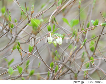 春の息吹を感じるドウダンツツジの若芽と白い花 新緑のやわらかなボケ背景 春の息吹を感じるドウダンツツジの若芽と白い花 新緑のやわらかなボケ背景 138630882