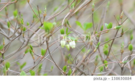 春の息吹を感じるドウダンツツジの若芽と白い花　新緑のやわらかなボケ背景 138630884