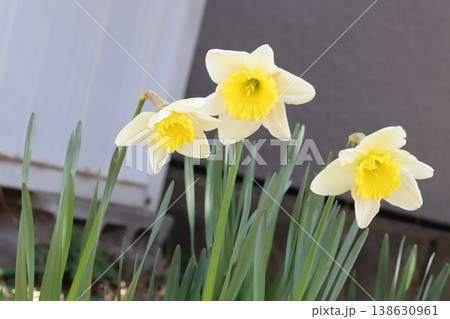 早春の庭に白い花びらに黄色い副花冠のカップ咲き水仙の花 早春の庭に白い花びらに黄色い副花冠のカップ咲き水仙の花 138630961