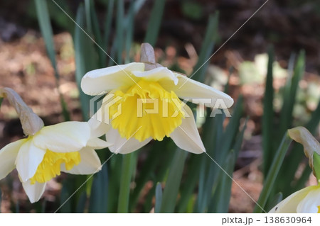 早春の庭に白い花びらに黄色い副花冠のカップ咲き水仙の花 早春の庭に白い花びらに黄色い副花冠のカップ咲き水仙の花 138630964