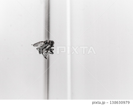 A sleeping fly caught in a spider's web 138630979