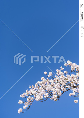 　桜　さくら　 138631175