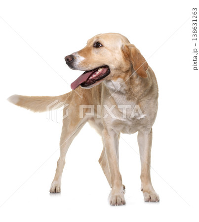 female labrador retriever female labrador retriever 138631263