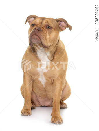old english bulldog old english bulldog 138631264