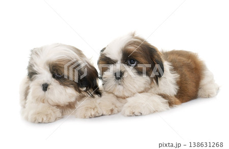 puppies shih tzu puppies shih tzu 138631268