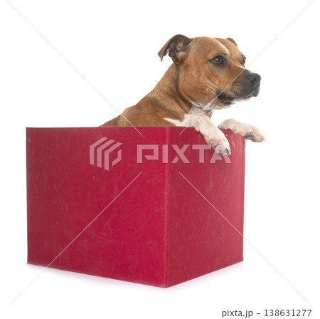 staffordshire bull terrier staffordshire bull terrier 138631277
