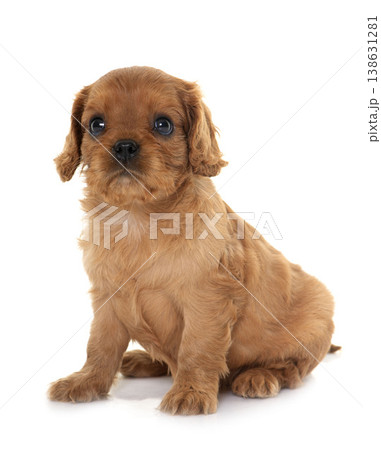 puppy cavalier king charles 138631281