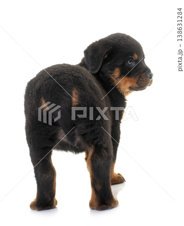 young puppy rottweiler young puppy rottweiler 138631284