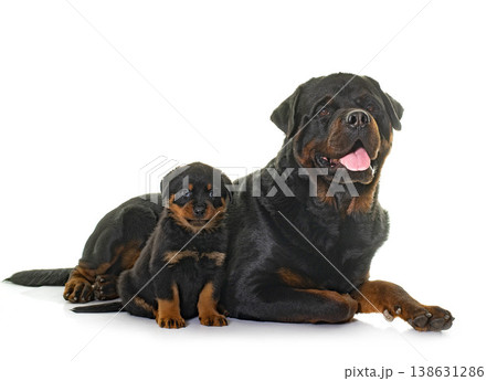 adult and puppy rottweiler 138631286