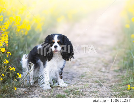 cavalier king charles 138631287