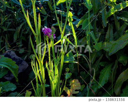 The last ray of the sun on a small flower of a wild carnation 138631338
