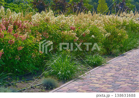City landscaping.Decorative shrub Hydrangea Paniculata for decorating parks City landscaping.Decorative shrub Hydrangea Paniculata for decorating parks 138631688