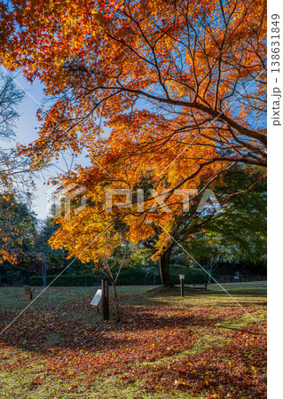 浜松市の鳥羽山公園の紅葉の風景(静岡県) 浜松市の鳥羽山公園の紅葉の風景(静岡県) 138631849