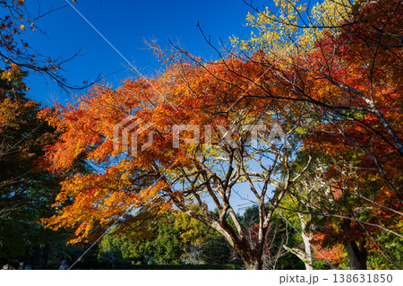 浜松市の鳥羽山公園の紅葉の風景(静岡県) 浜松市の鳥羽山公園の紅葉の風景(静岡県) 138631850