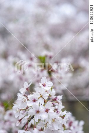 桜 138631921