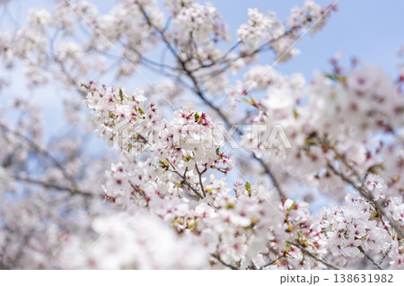 桜 桜 138631982