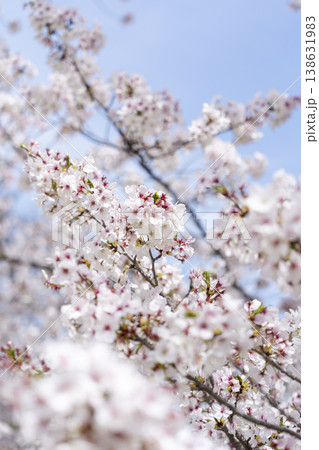 桜 桜 138631983