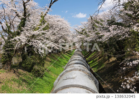 桜のある風景　渋川市佐久発電所ふれあい広場 138632045
