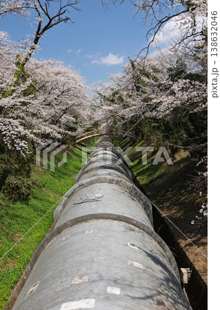 桜のある風景　渋川市佐久発電所ふれあい広場 138632046