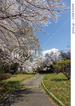 桜のある風景　渋川市佐久発電所ふれあい広場 138632049