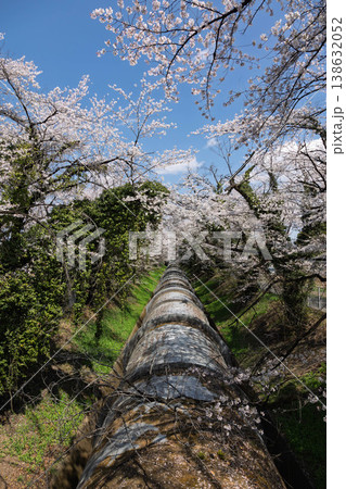 桜のある風景　渋川市佐久発電所ふれあい広場 138632052