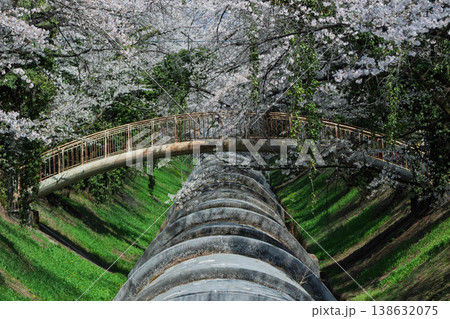 桜のある風景　渋川市佐久発電所ふれあい広場 138632075