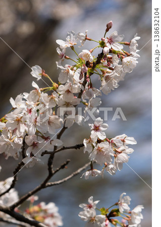 渋川市佐久発電所ふれあい広場の桜 138632104