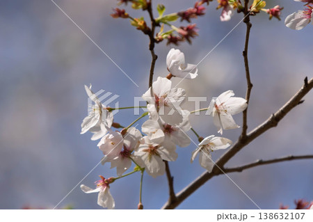 渋川市佐久発電所ふれあい広場の桜 138632107