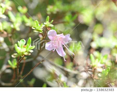 やわらかな春の光に包まれたウンゼンツツジの花と若芽 新緑のボケ背景 やわらかな春の光に包まれたウンゼンツツジの花と若芽 新緑のボケ背景 138632383
