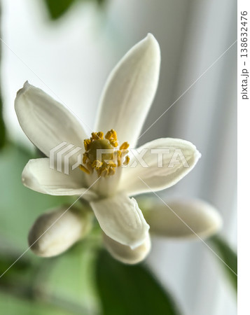 Macro of Mexican lime blossom with soft natural light 138632476