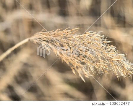 Macro Shot of a Dry Reed Seed Head in Early Spring Field Macro Shot of a Dry Reed Seed Head in Early Spring Field 138632477