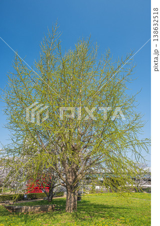 三栖閘門そばの新緑のイチョウ　京都市伏見区 138632518