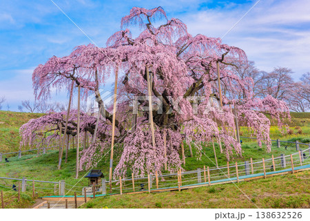 日本三大桜 満開の三春滝桜 早朝の静寂に咲き誇る全景 福島県 日本三大桜 満開の三春滝桜 早朝の静寂に咲き誇る全景 福島県 138632526