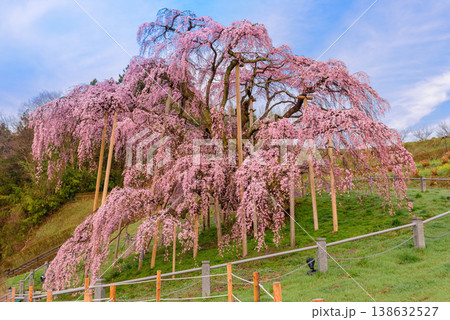 日本三大桜 満開の三春滝桜 早朝の静寂に咲き誇る全景 福島県 日本三大桜 満開の三春滝桜 早朝の静寂に咲き誇る全景 福島県 138632527