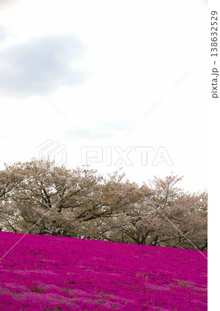 荒川赤羽桜堤緑地 荒川赤羽桜堤緑地 138632529