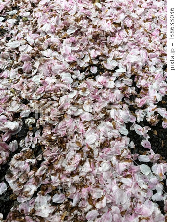 雨粒の残る地面を彩る、散った桜の花びら。 雨粒の残る地面を彩る、散った桜の花びら。 138633036