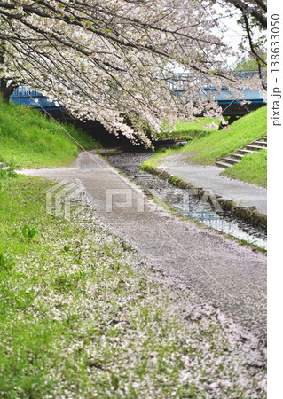 日本の神奈川県横浜市の江川せせらぎ緑道の桜とチューリップ 138633050